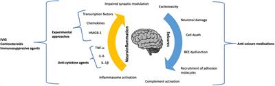 Neuroinflammation and status epilepticus: a narrative review unraveling a complex interplay